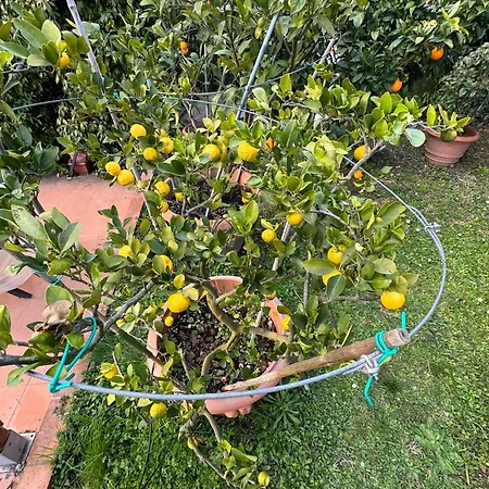 La Limonaia Di Vanna