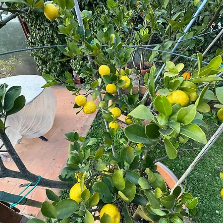 Vakantiehuis La Limonaia Di Vanna