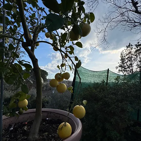La Limonaia Di Vanna *