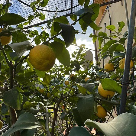 La Limonaia Di Vanna *