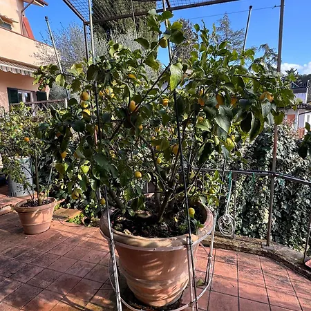 La Limonaia Di Vanna