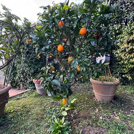 La Limonaia Di Vanna Vakantiehuis