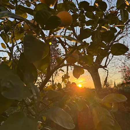 La Limonaia Di Vanna * Impruneta