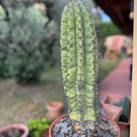 La Limonaia Di Vanna Vakantiehuis