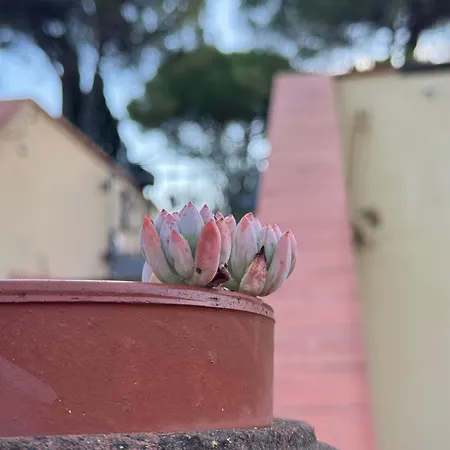 La Limonaia Di Vanna * Impruneta