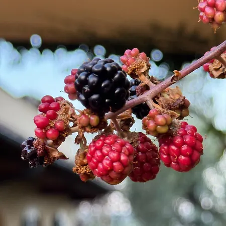 La Limonaia Di Vanna *